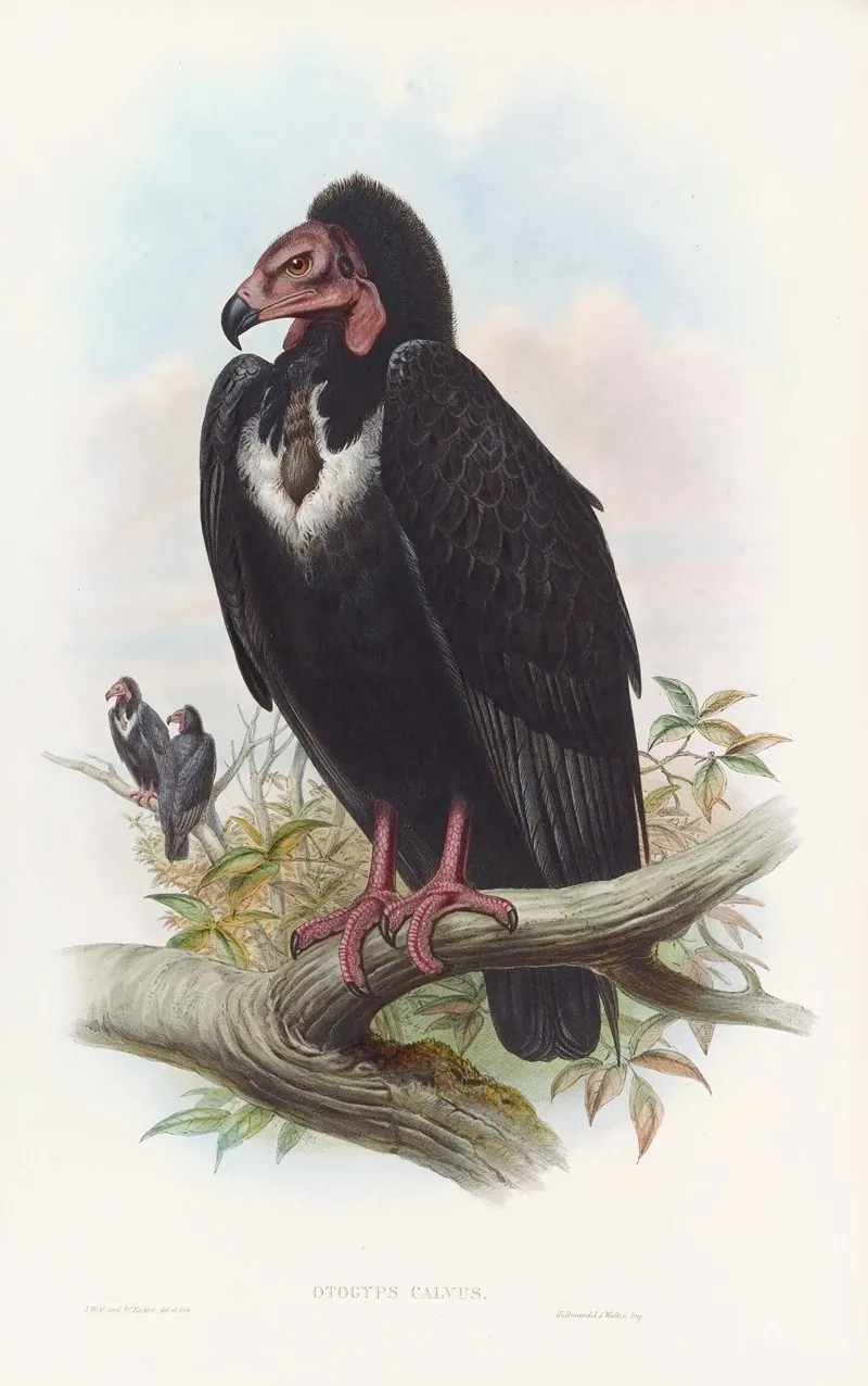 Black Vulture by John Gould - Canvas Print