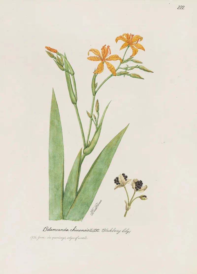 Blackberry Lily by S. Fred Prince - Canvas Print