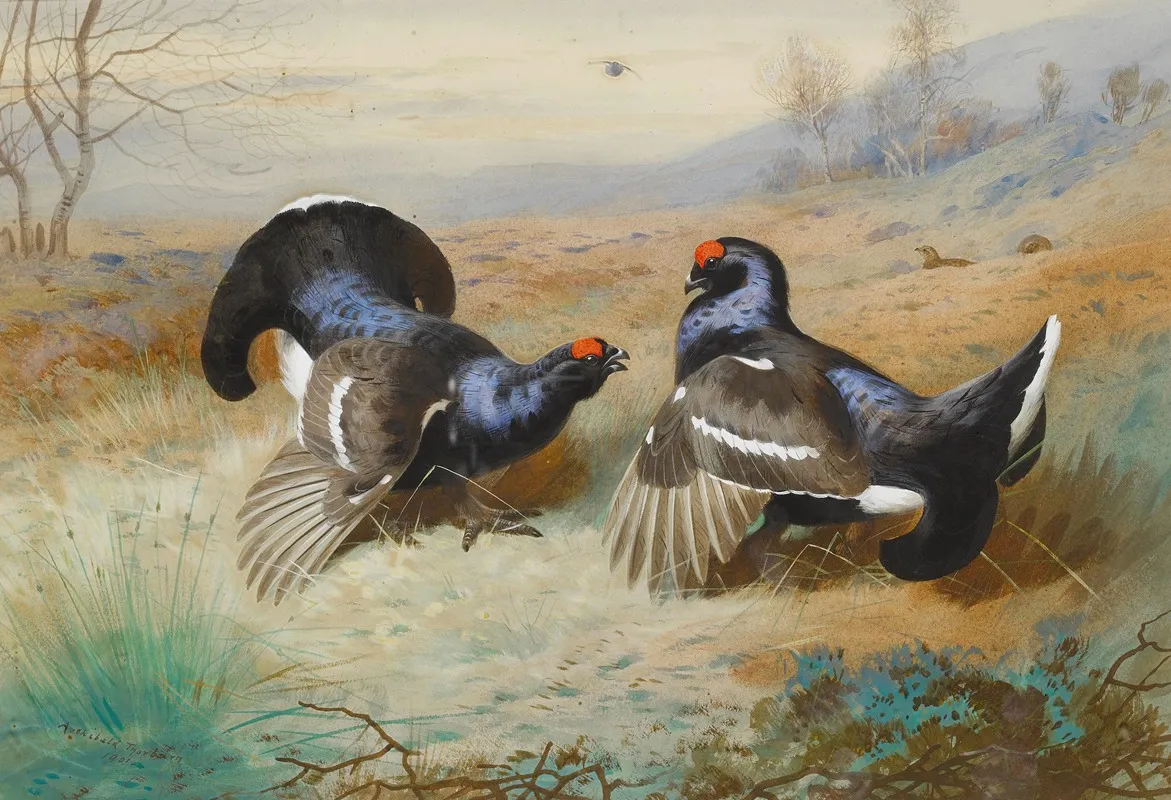 Blackcocks At The Lek by Archibald Thorburn - Canvas Print