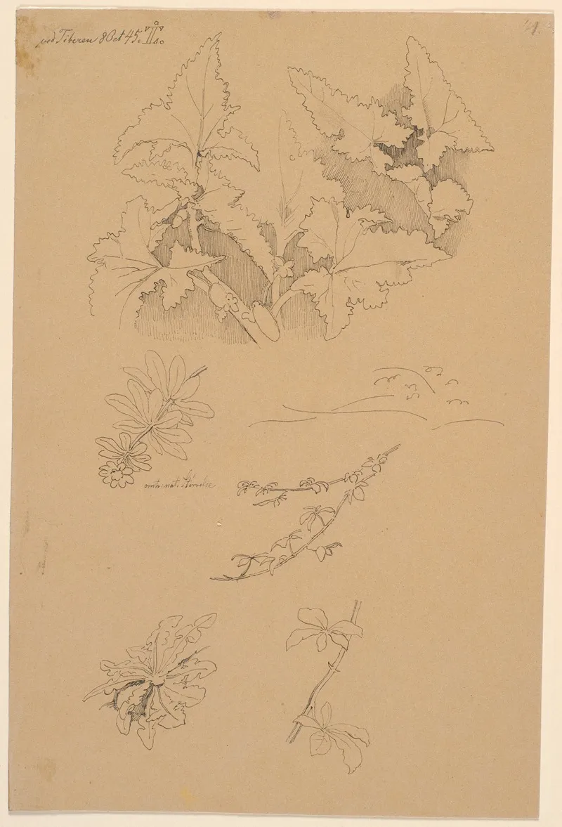 Blad Og Blomsterstudier