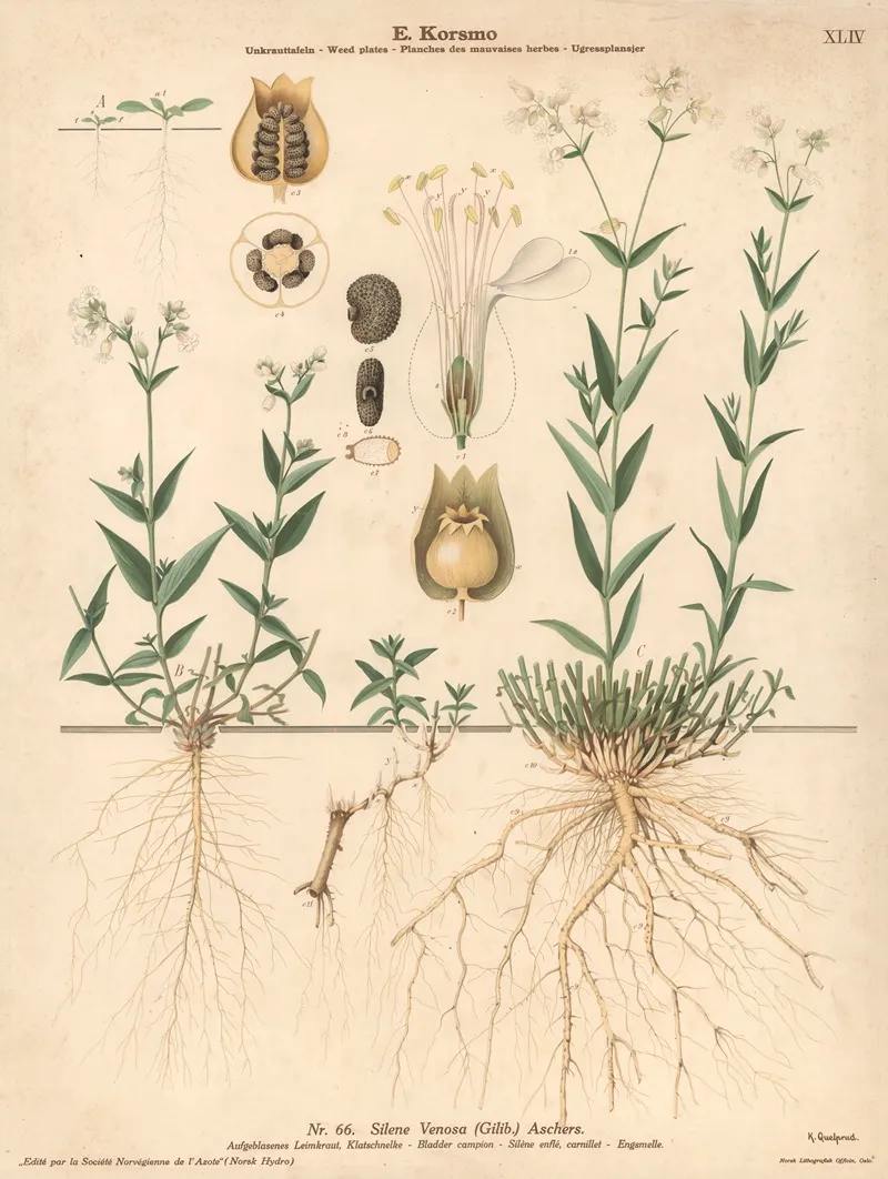 Bladder Campion by Knut Quelprud - Canvas Print