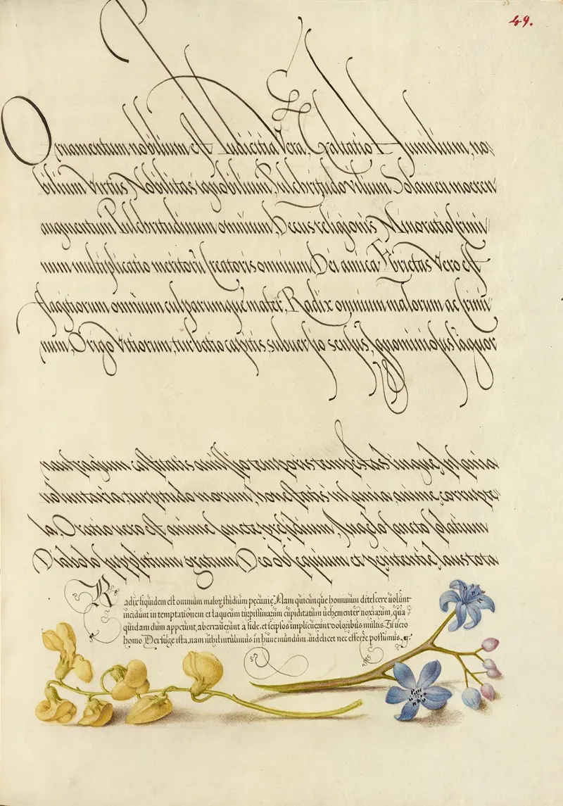 Bladder Senna And Alpine Squill