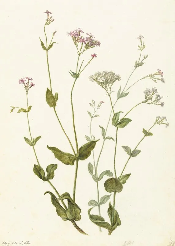 Bladder Senna And Sticky Catchfly