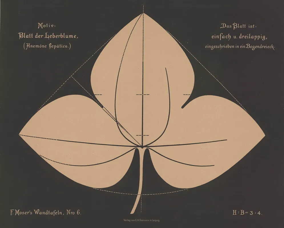 Blatt Der Leberblume Anemone Hepatica