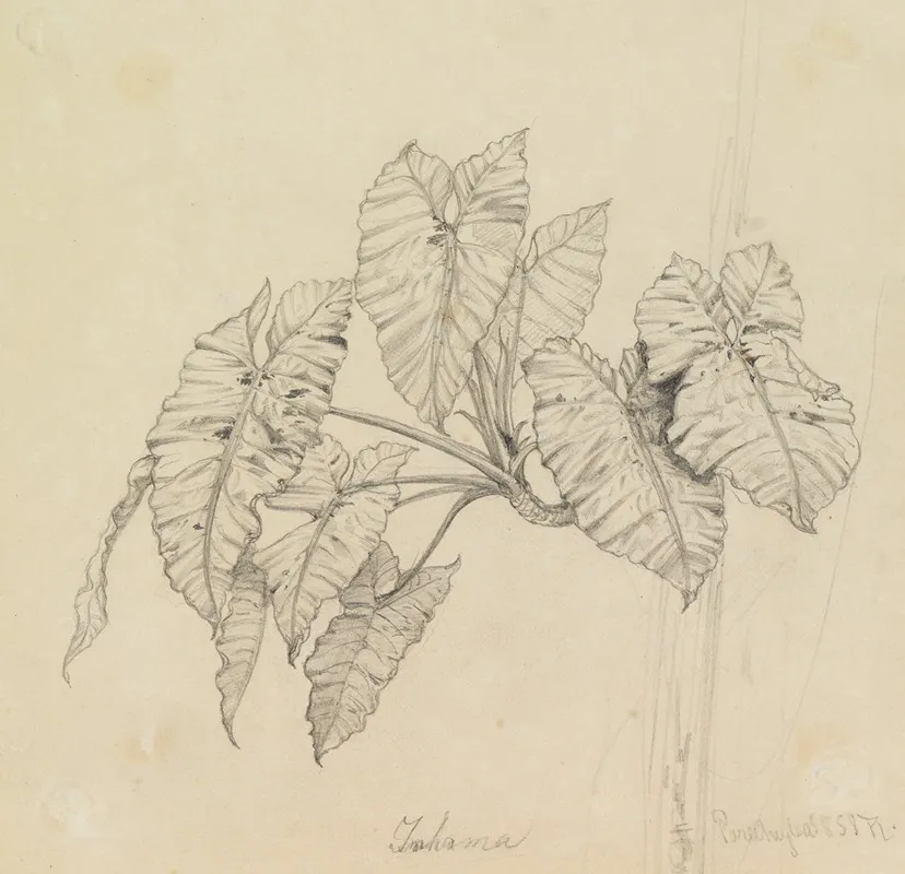 Blatterstudie by Ferdinand Keller - Canvas Print