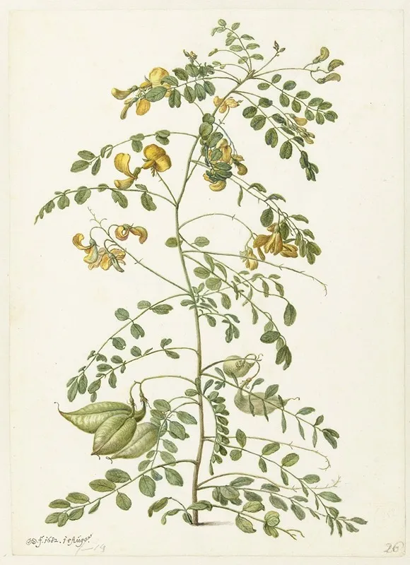 Blazenstruik Colutea Arborescens by Herman Saftleven - Canvas Print