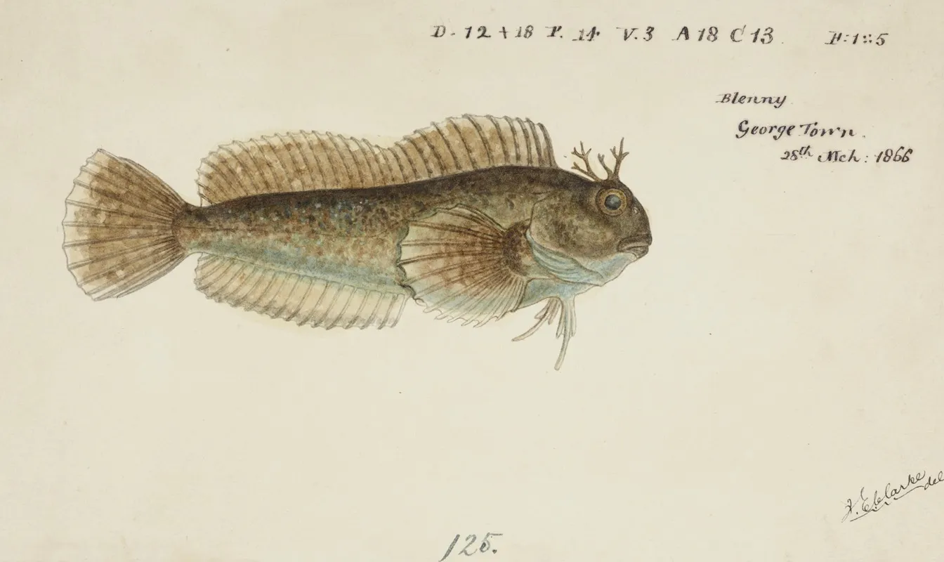 Blenniidae Tas Blenny