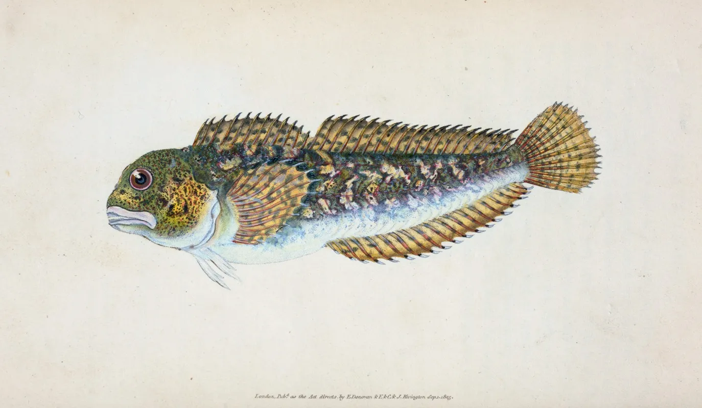 Blenny Smooth Blennius Pholis by Edward Donovan - Canvas Print