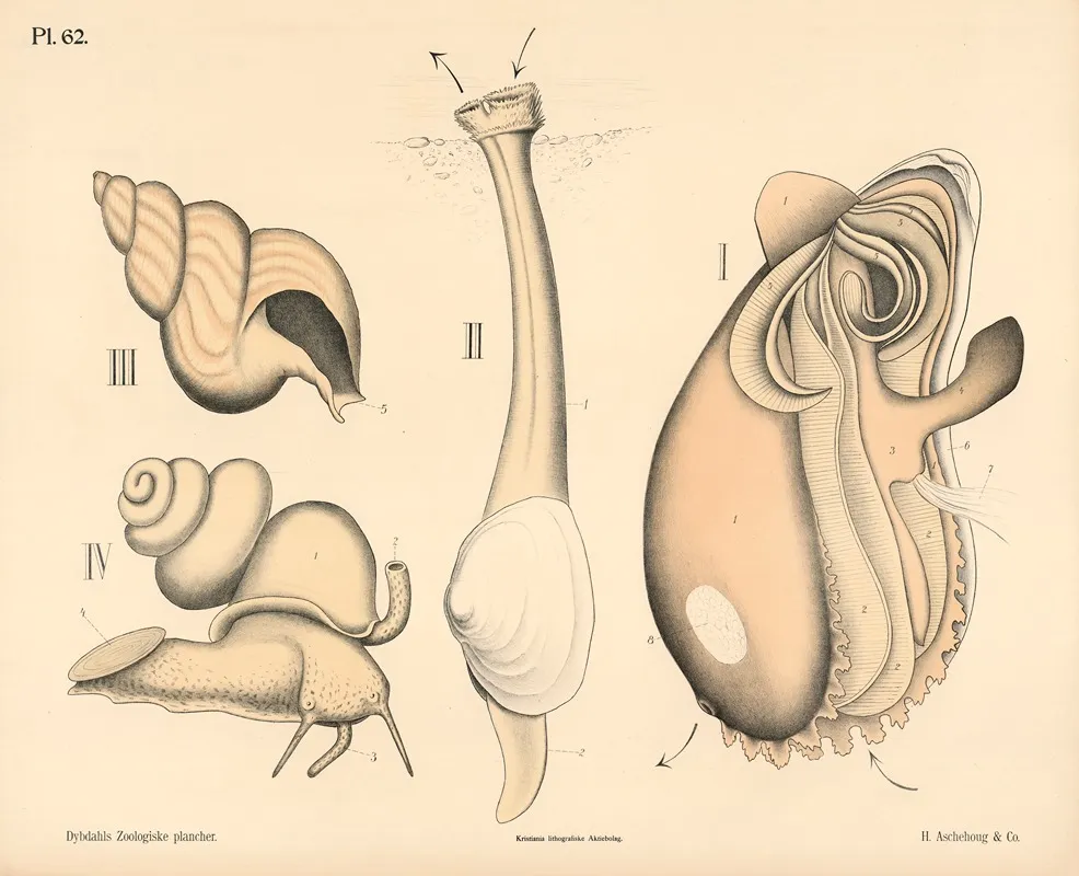 Bloddyr Og Laveste Dyr