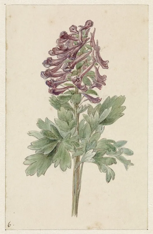Bloeiende Corydalis Bulbosa