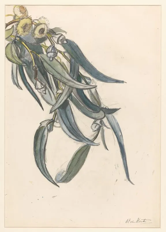 Bloeiende Tak Van Een Eucalyptus