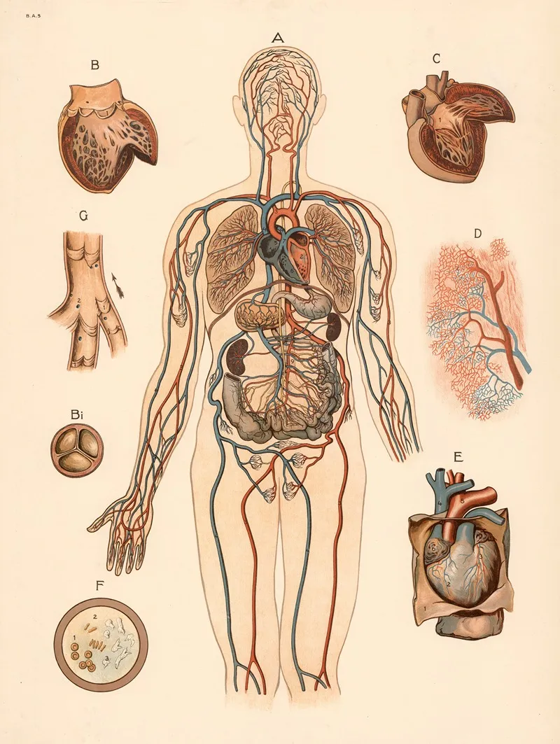 Blood Circulation 4 by F. E. Wachsmuth - Canvas Print