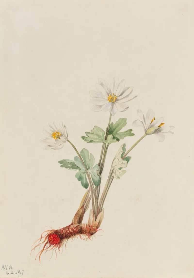 Bloodroot Sanguinaria Canadensis 2