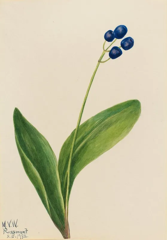 Blue Bead Clintonia Borealis 2