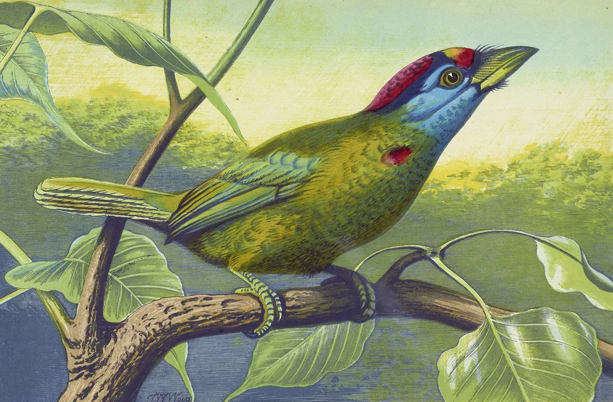 Blue Cheeked Barbet