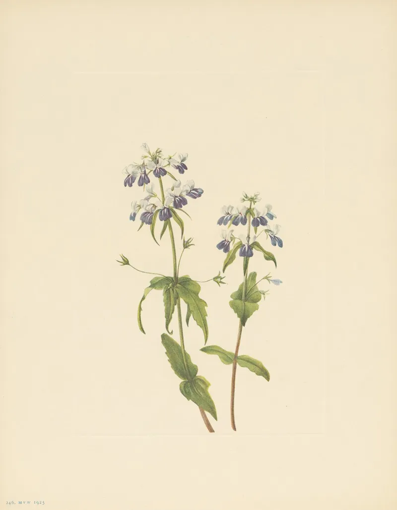 Blue Eyed Mary Collinsia Verna 3