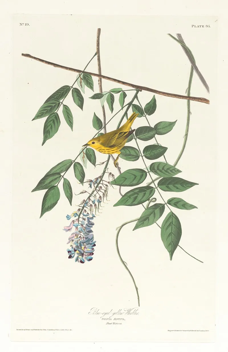 Blue Eyed Yellow Warbler by John James Audubon - Canvas Print