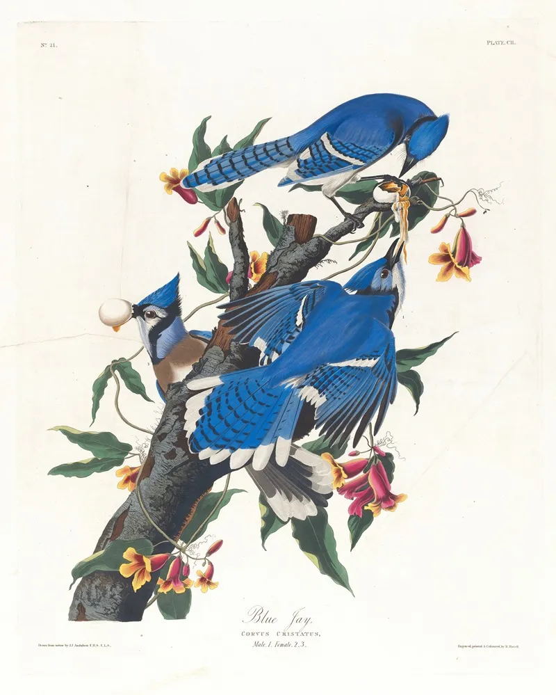Blue Jay 4 by John James Audubon - Canvas Print