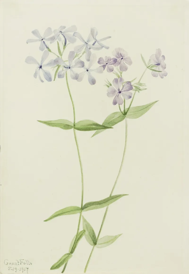 Blue Phlox Phlox Divaricata 2