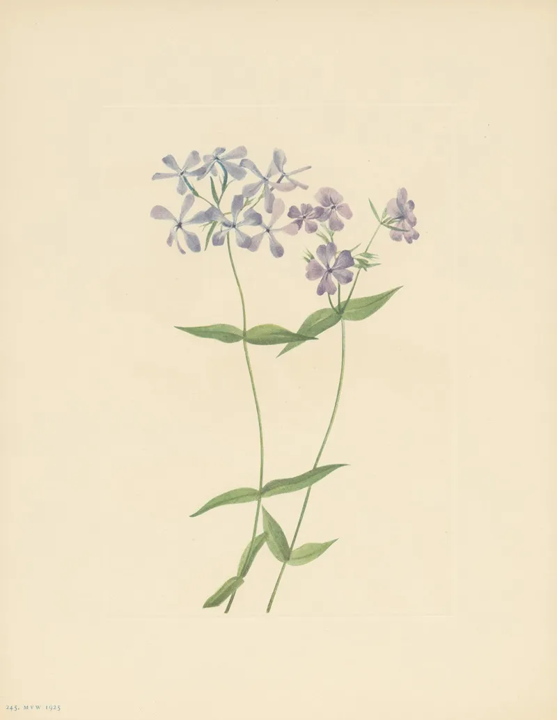 Blue Phlox Phlox Divaricata 3