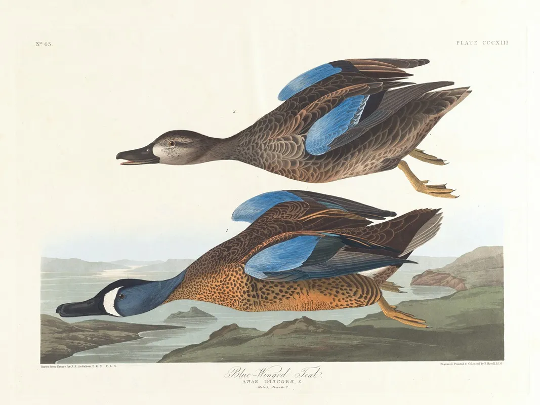 Blue Winged Teal by John James Audubon - Canvas Print