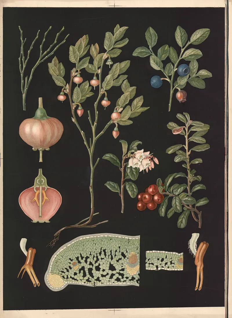 Blueberries And Lingonberries by Ebba Masalin - Canvas Print