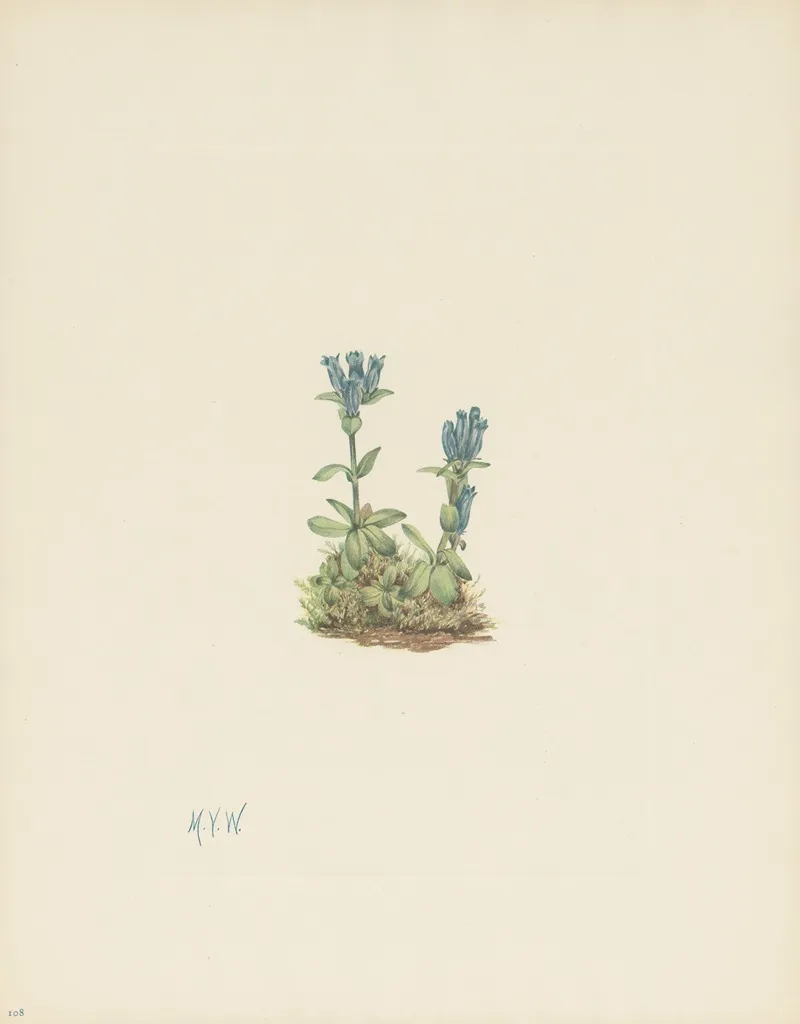Bluegreen Gentian Gentiana Glauca 3