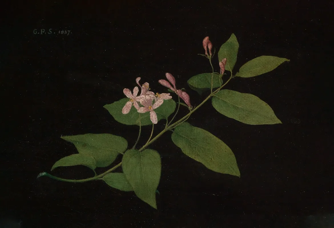 Blutenzweig Der Heckenkirsche