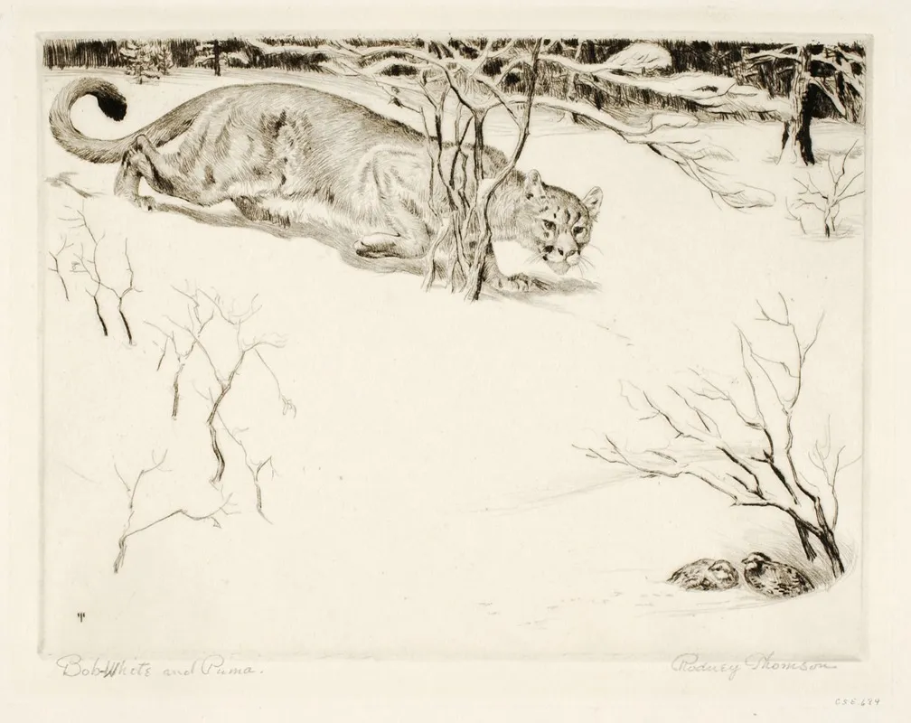 Bob White And Puma by Rodney Thomson - Canvas Print