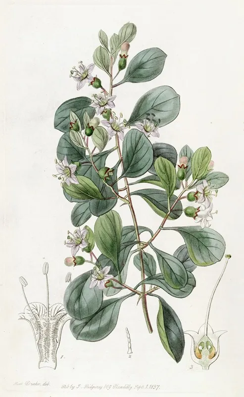 Boerhaavia Leaved Grabowskia by Sydenham Edwards - Canvas Print
