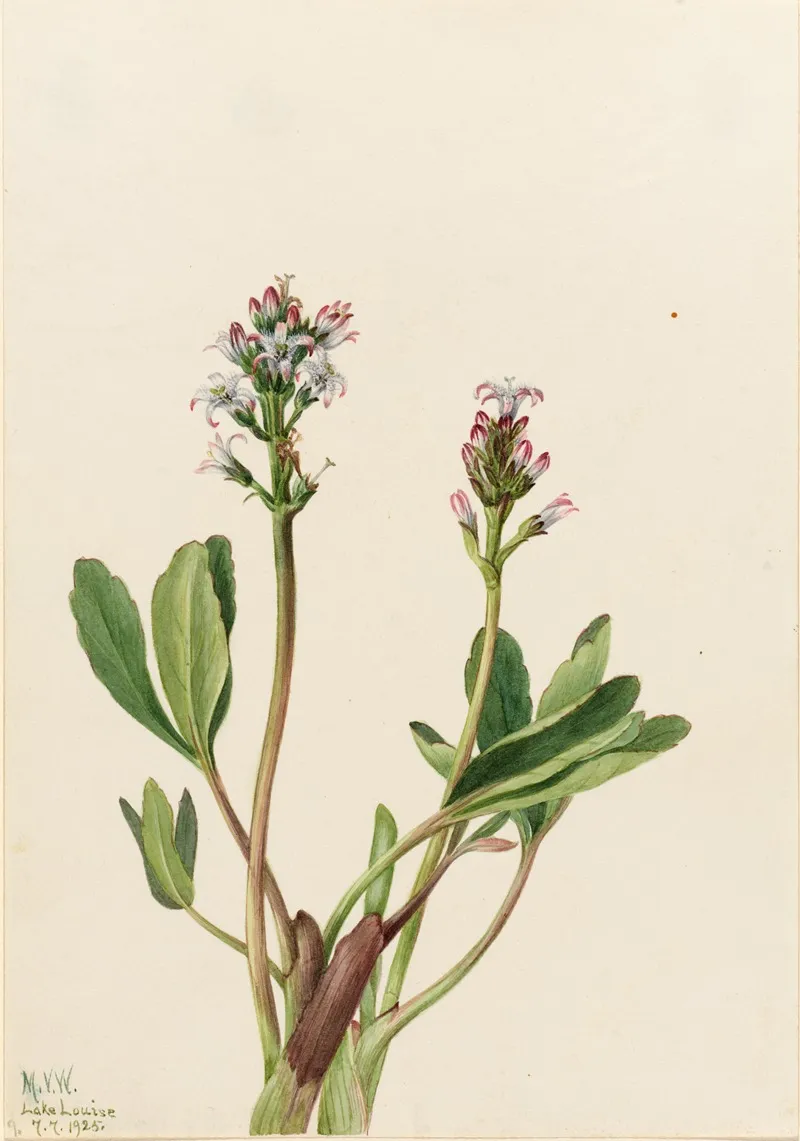 Bogbean Menyanthes Trifoliata 2