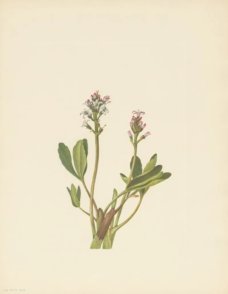 Bogbean Menyanthes Trifoliata 3