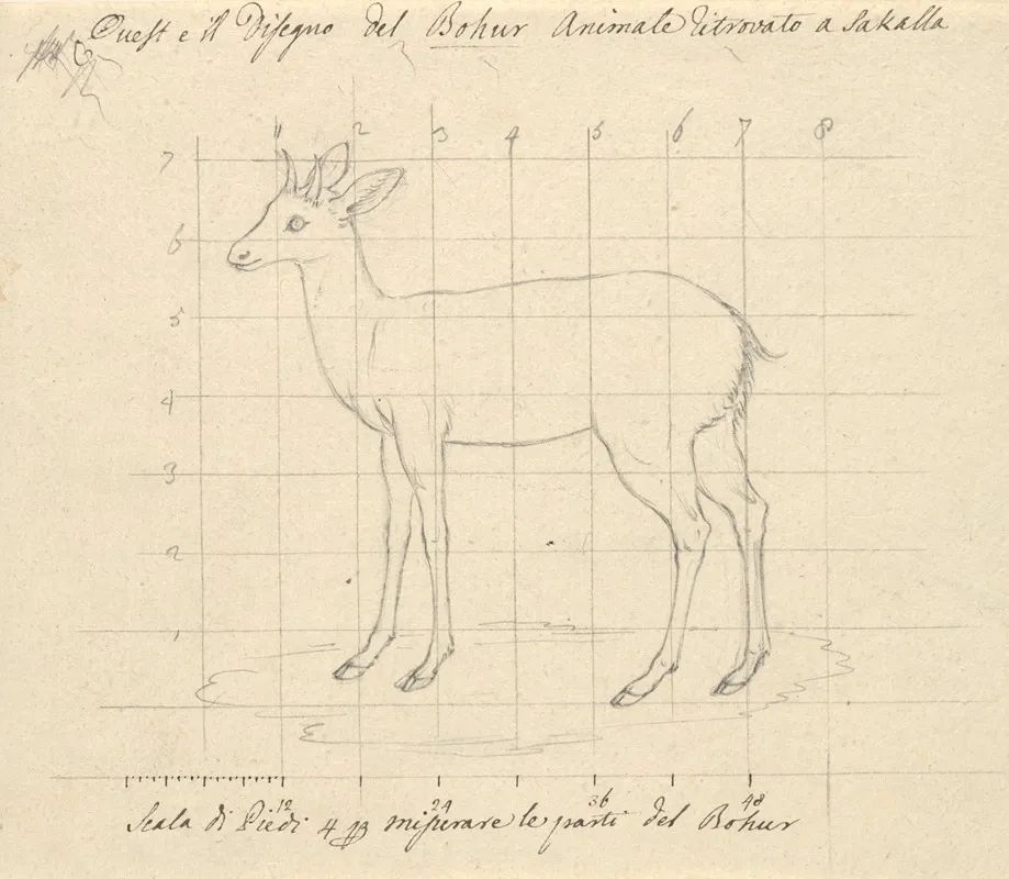 Bohur by Luigi Balugani - Canvas Print