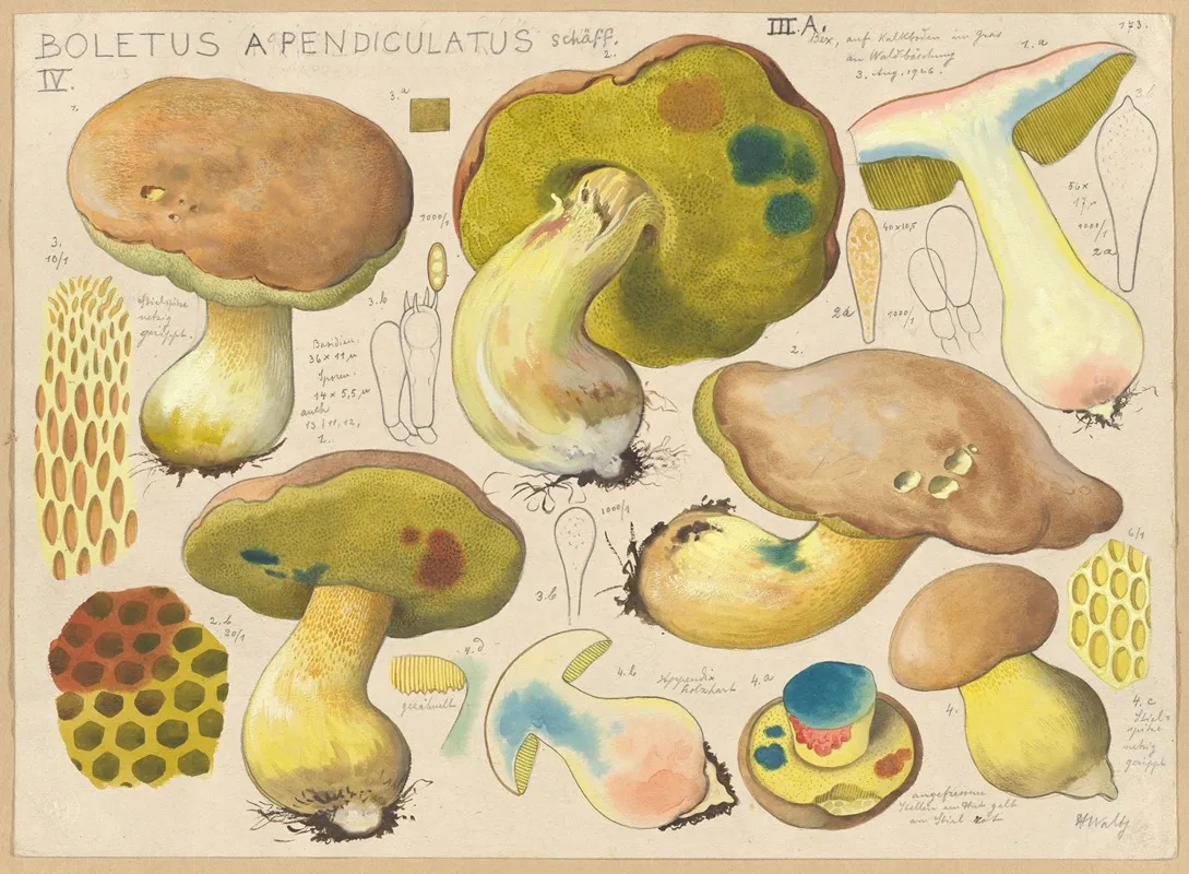 Boletus Appendiculatus Schaff by Hans Walty - Canvas Print