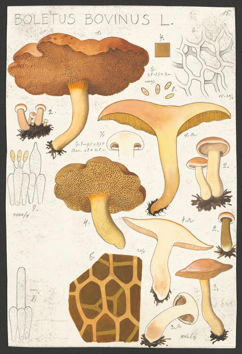 Boletus Bovinus L by Hans Walty - Canvas Print