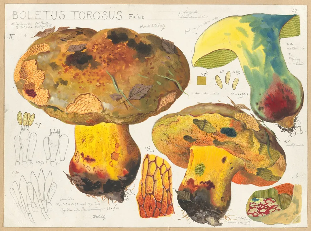 Boletus Torosus Fries by Hans Walty - Canvas Print