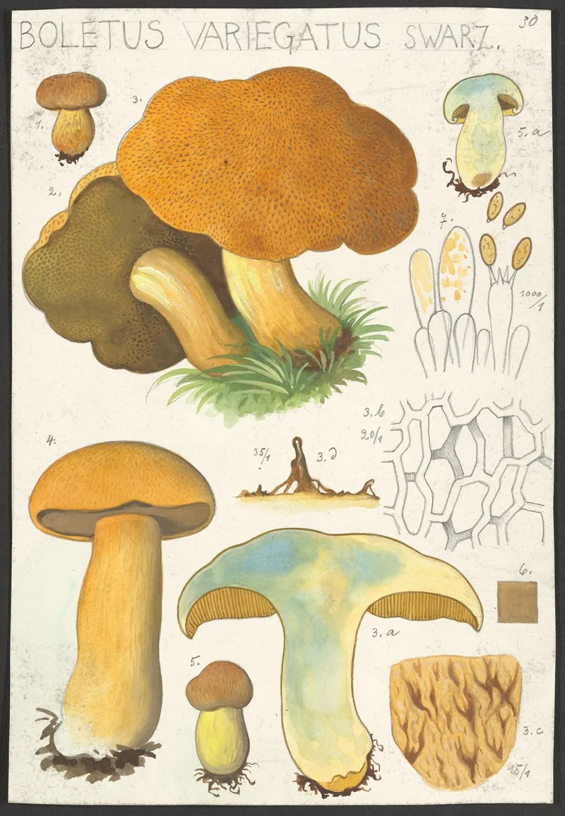 Boletus Variegatus Swarz 2