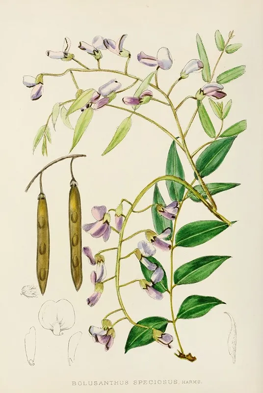 Bolusanthus Speciosus