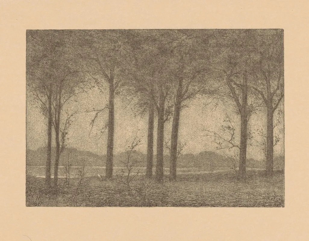 Bomen Aan Het Water