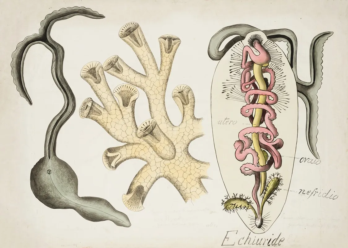 Bonellia Viridis And Hexacorallian