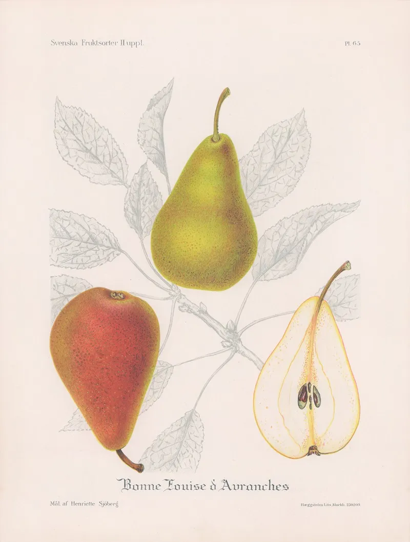 Bonne Louise Davranches