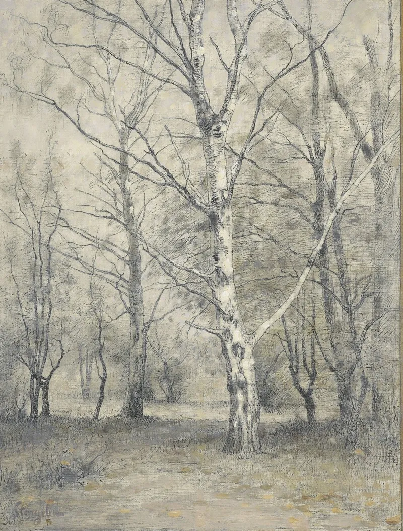 Bos Met Berkebomen