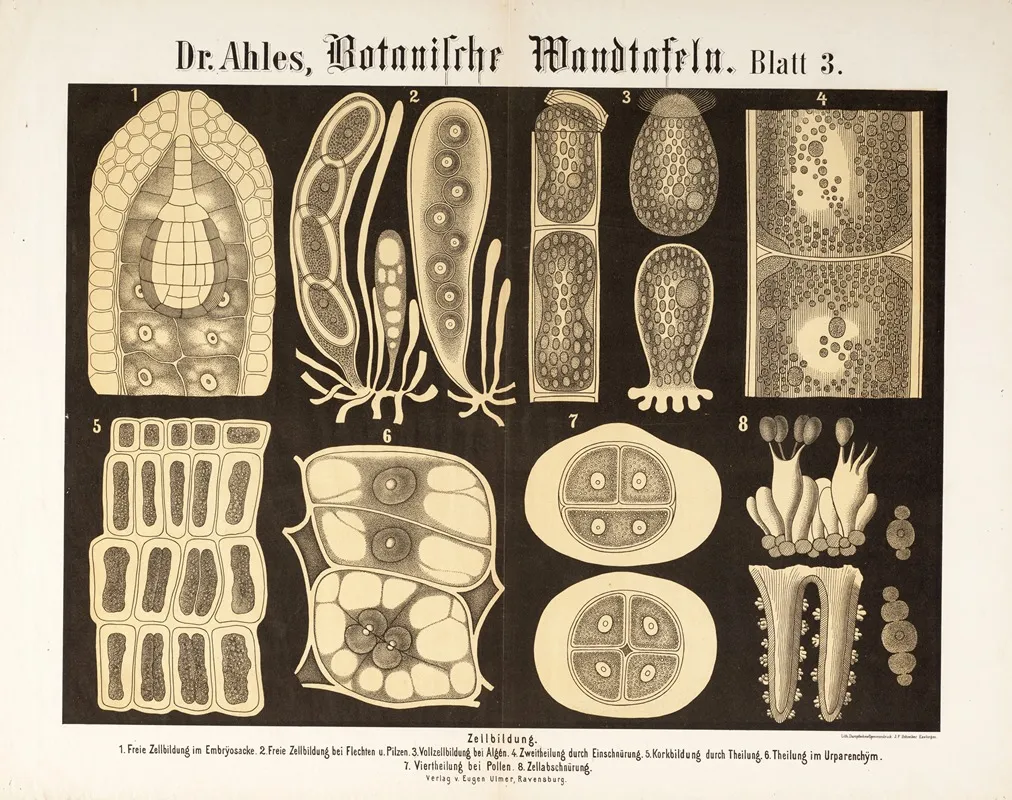 Botanische Wandtafeln Pl 3