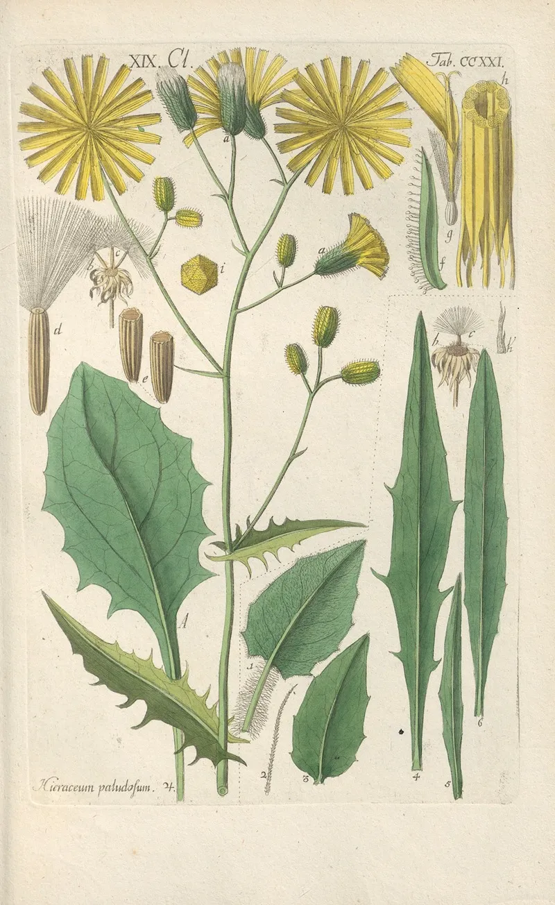 Botanisches Handbuch Pl 09