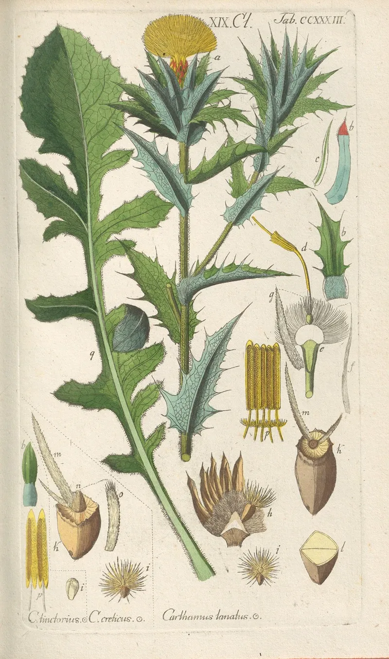 Botanisches Handbuch Pl 21