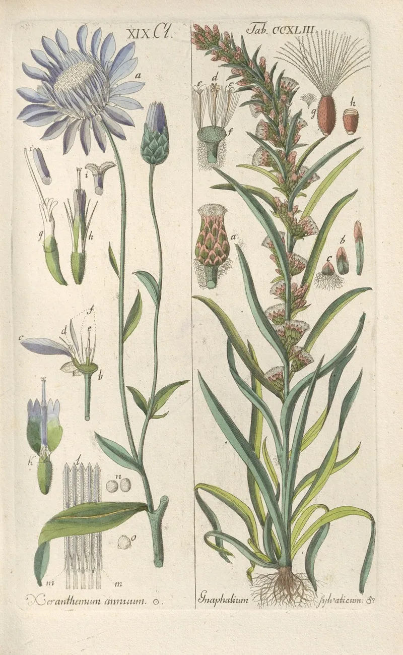Botanisches Handbuch Pl 31
