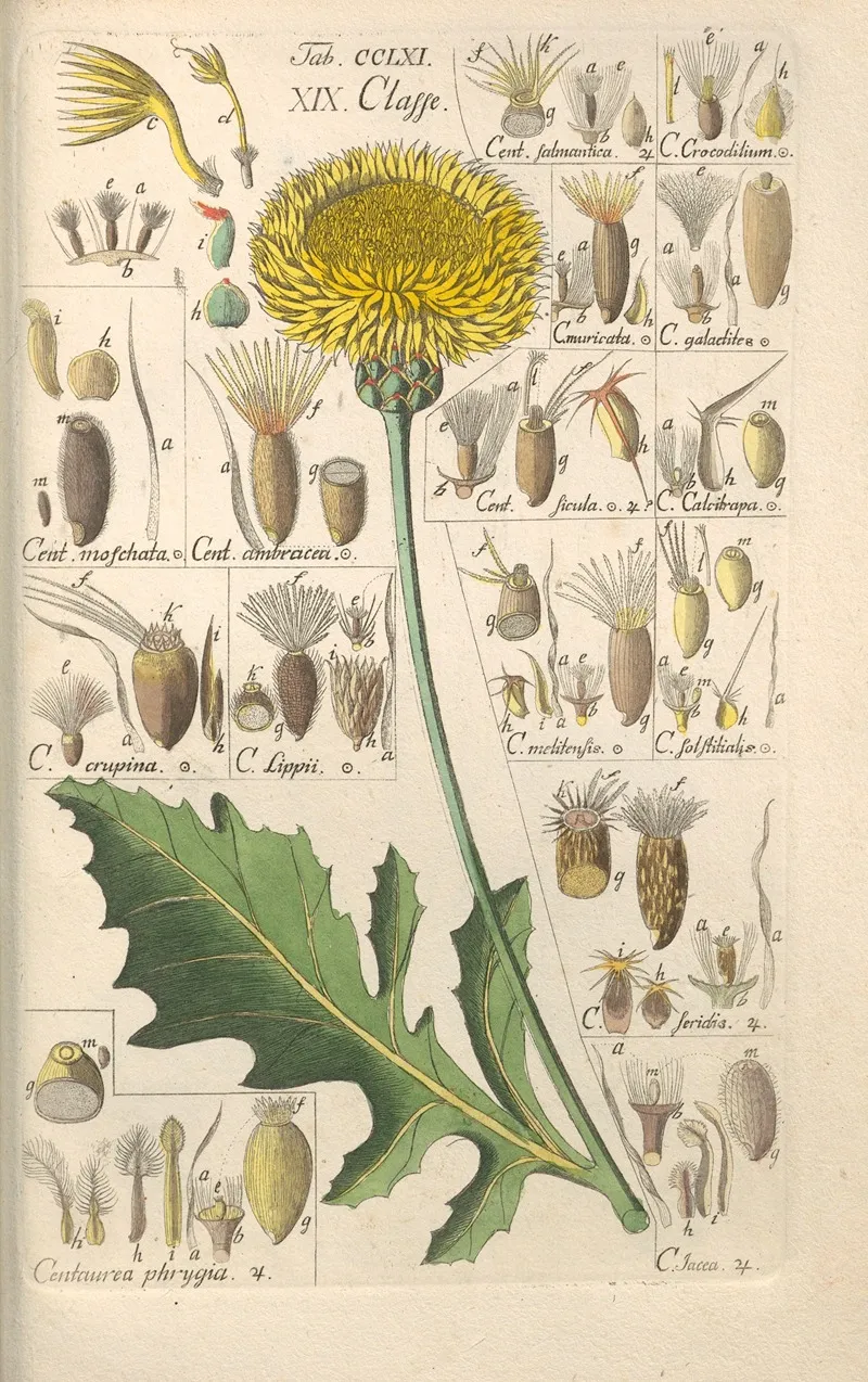 Botanisches Handbuch Pl 54