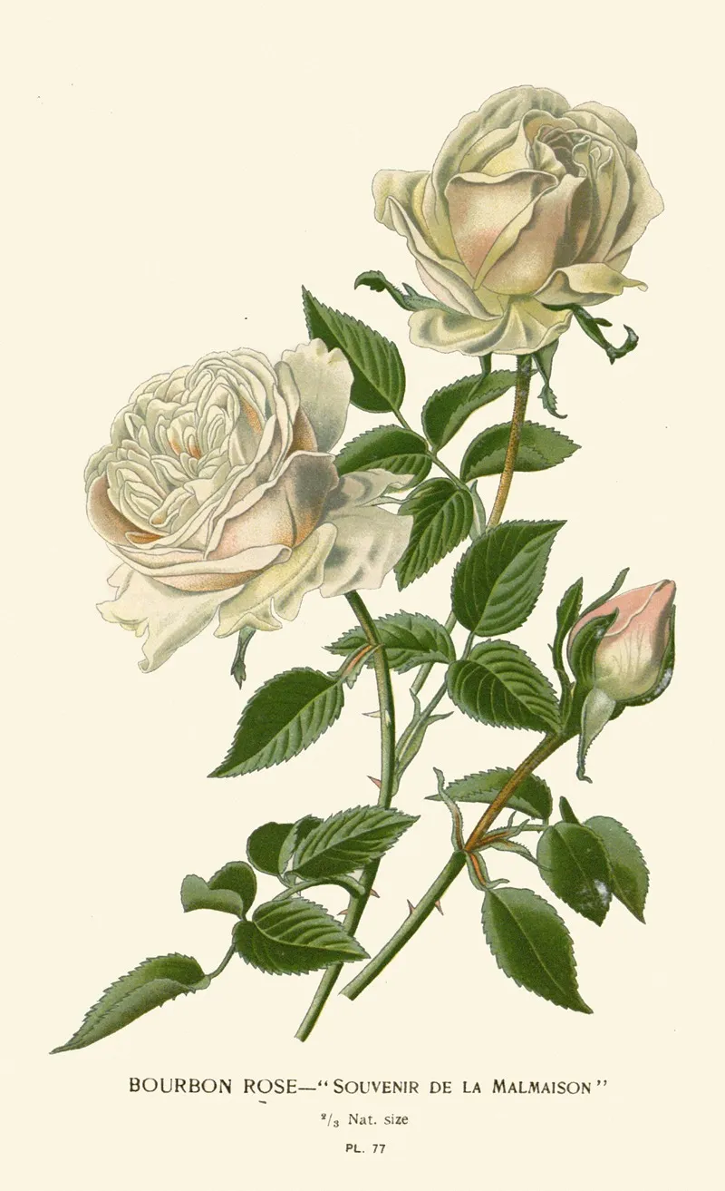 Bourbon Rose Souvenir De La Malmaison by Edward Step - Canvas Print