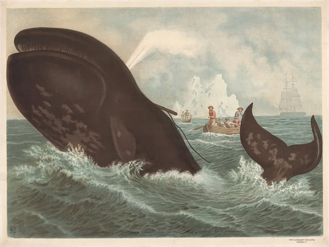 Bowhead Whale