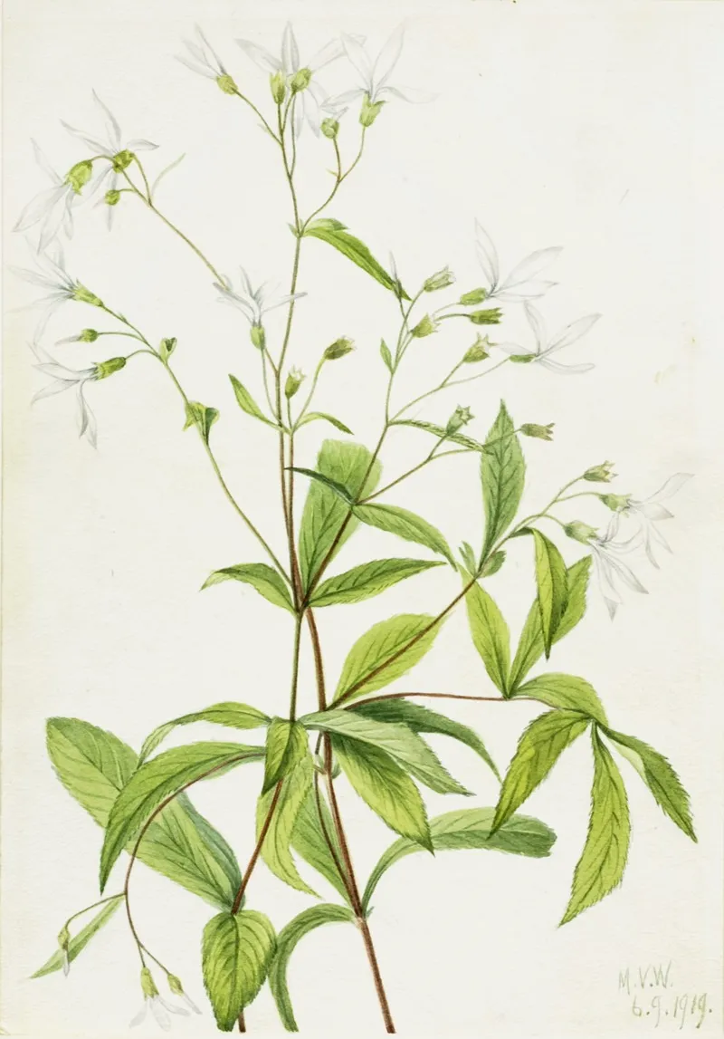 Bowmansroot Porteranthus Trifoliatus 2